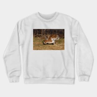 Snowshoe Hare running through the meadow in spring Crewneck Sweatshirt